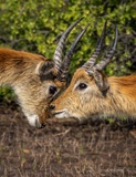 Lechwe Kiss